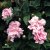 Calystegia pubescens Flore Pleno, Björnvinda, P11cm