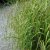 Carex pendula, Hängstarr, P9cm