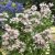 Caryopteris x clandonensis Stephi ®