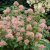Ceanothus x pallidus Marie Simon, Fransk Säckbuske, C5