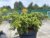 Cedrus libani Dino, Libanonceder
