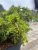 Cedrus libani Dino, Libanonceder