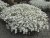 Cerastium tomentosum, Silverarv
