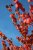 Cercidiphyllum japonicum, Katsura, 150-175 C35