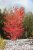Cercidiphyllum japonicum, Katsura, 150-175 C35