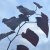 Cercis canadensis Black Pearl ® (Ace of Spades)