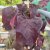 Cercis canadensis Black Pearl ® (Ace of Spades)