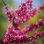Cercis canadensis