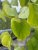 Cercis canadensis Golden Falls ®, Häng Amerikanskt Judasträd