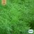 Dill, Commun, Ekologisk