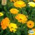 Ringblomma Pot Marigold Mix, Ekologisk
