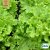 Sallat, Plock-, Salad Bowl, Ekologisk