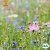 Snittblommor Bukettmix Pastel Color Mix, Ekologisk