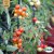 Tomat, Körsbärs-, Red Cherry, Ekologisk