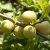 Chaenomeles x superba Salmon Horizon, Hybridrosenkvitten
