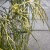 Chamaecyparis lawsoniana Filip´s Golden Sprinklers