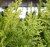 Chamaecyparis lawsoniana Ivonne, Stamädelcypress, 80 stam C7,5