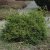 Chamaecyparis obtusa Tsatsumi Gold