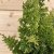 Chamaecyparis obtusa Yellow Teddy Bear, Japansk Ädelcypress