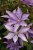 Clematis patens Bagatelle (Dorothy Walton), Klematis Storblommig, C2