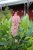 Clethra alnifolia Ruby Spice, Konvaljbuske, 40-50 C3