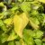 Cornus alba Neon Burst ®