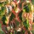 Cornus florida Rainbow, Blomsterkornell, C5