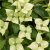 Cornus kousa Bultinck´s Giant Flower, Koreansk Blomsterkornell
