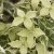 Cornus kousa Wolfs Eye