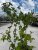 Corylus avellana Scooter2