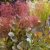 Cotinus coggygria Flamissimo ®, Perukbuske