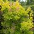 Cotinus coggygria Golden Spirit / Ancot ®, Perukbuske