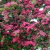 Crataegus x media Paul´s Scarlet, Rosenhagtorn, 120 stam C10