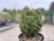 Cryptomeria japonica Funny, Japansk Kryptomeria