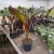 Ensete ventricosum Maurelli