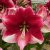 Hippeastrum American Dream ®