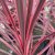 Cordyline australis Charlie Boy, Cordyline/Syddracena Charlie Boy
