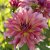 Dahlia Dekorativ Dutch Delight 1st