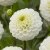 Dahlia Boll Kona 1st