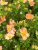 Dasiphora fruticosa Bella Apple ®, Ölandstok,