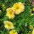 Dasiphora fruticosa Bella Apple ®, Ölandstok, C5