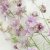 Riddarsporre, Romersk- Misty Lavender