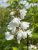 Deutzia x lemoinei, Deutzia