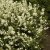 Deutzia x lemoinei, Deutzia