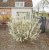 Exochorda x macrantha Magical Springtime ®