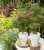 Acer palmatum Jerre Schwartz