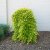 Acer palmatum Cascade Gold ®