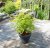 Acer palmatum Anne Irene ®
