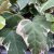Hedera hibernica 'Marengo'