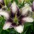Lilium hybr. Easy Spot, Asiatisk Lilja, P11cm